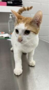 G2G -  Domestic Short Hair Cat for Adoption in Peoria, Illinois - G2G | PetCurious