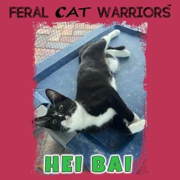 Hei Bai -  Domestic Short Hair Cat for Adoption in Kingman, Arizona - Hei Bai | PetCurious