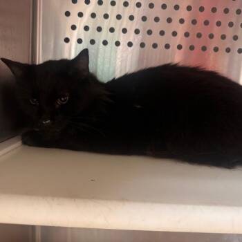 Sid -  Domestic Long Hair Cat for Adoption in Starkville, Mississippi - Sid | PetCurious