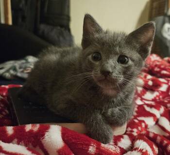 Domestic Short Hair Cats Available for Adoption in Warner Robins, Georgia - Ruh-roh! | PetCurious