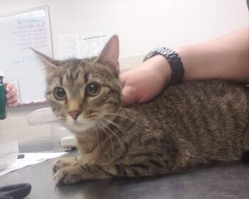 Moon -  Domestic Short Hair Cat for Adoption in Allen, Texas - Moon | PetCurious