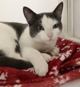 Peggy -  Domestic Short Hair Cat for Adoption in Dublin, Ohio - Peggy | PetCurious