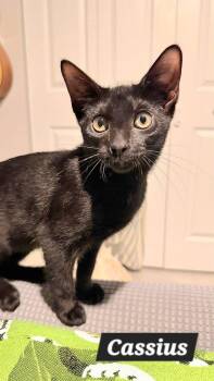 Cassius -  American Shorthair Cat for Adoption in Quail Heights, Florida - Cassius | PetCurious