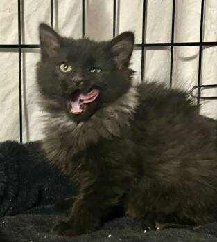 Rescue Domestic Long Hair Cats for Adoption in Denver, Colorado - Rasha Baby | PetCurious