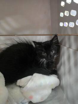 Skunk Baxter -  Domestic Long Hair Cat for Adoption in Glenfield, New York - Skunk Baxter | PetCurious