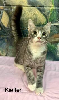 Kieffer friendly funny -  Tabby Cat for Adoption in Jackson, Georgia - Kieffer Friendly Funny | PetCurious