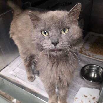 Domestic Medium Hair Cats Available for Adoption in Abilene, Texas - Maurice | PetCurious