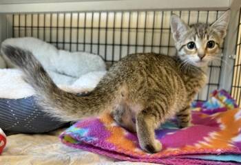 OLIVIA -  Domestic Short Hair Cat for Adoption in Sarasota, Florida - OLIVIA | PetCurious