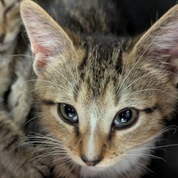 Jackson -  Domestic Short Hair Cat for Adoption in Pittsburgh, Pennsylvania - Jackson | PetCurious