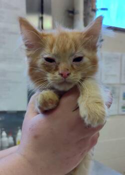 Domestic Long Hair Cats Available for Adoption in Grand Forks, North Dakota - Fanta | PetCurious