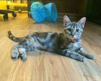 Bean -  Domestic Short Hair Cat for Adoption in Warr Acres, Oklahoma - Bean | PetCurious