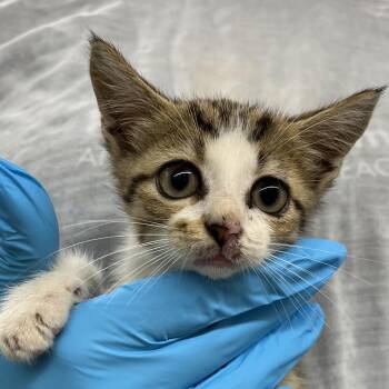 Butters -  Domestic Short Hair Cat for Adoption in West Palm Beach, Florida - Butters | PetCurious