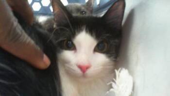 A1270497 -  Domestic Short Hair Cat for Adoption in Charlotte, North Carolina - A1270497 | PetCurious
