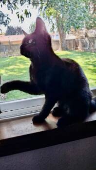 Star -  Domestic Short Hair Cat for Adoption in Pasco, Washington - Star | PetCurious