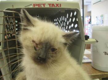 Domestic Short Hair Cats Available for Adoption in Ocala, Florida - A381124 | PetCurious