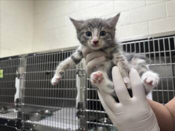 PETER -  Domestic Short Hair Cat for Adoption in Santa Fe, New Mexico - PETER | PetCurious