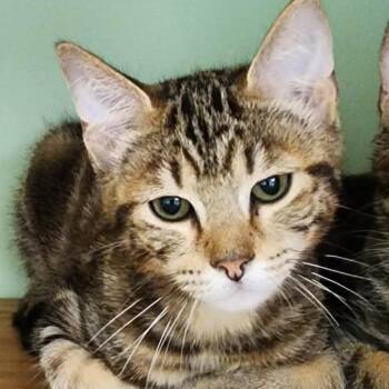 Finnegan -  Domestic Short Hair Cat Available for Adoption in Shinnston, West Virginia - Finnegan | PetCurious