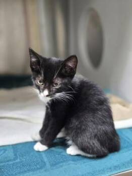 94788A Crunches- Petco West Ashley -  Domestic Short Hair Cat for Adoption in North Charleston, South Carolina - 94788A Crunches- Petco West Ashley | PetCurious