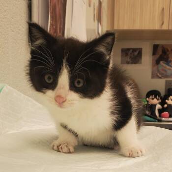 Monroe -  Domestic Medium Hair Cat for Adoption in Chattanooga, Tennessee - Monroe | PetCurious