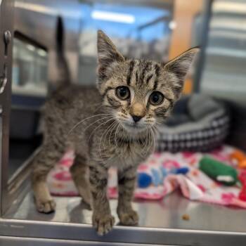 Waggin -  Domestic Short Hair Cat for Adoption in Cape Girardeau, Missouri - Waggin | PetCurious