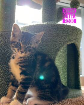 Rescue Tabby Cats for Adoption in Vancouver, British Columbia - Popcorn McSniff | PetCurious