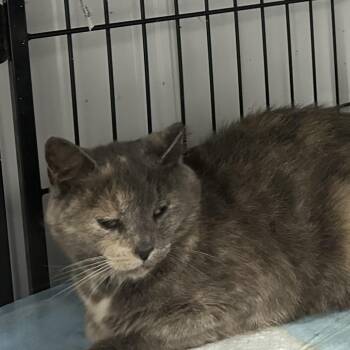 Phoenix -  Domestic Short Hair Cat for Adoption in Corbin, Kentucky - Phoenix | PetCurious