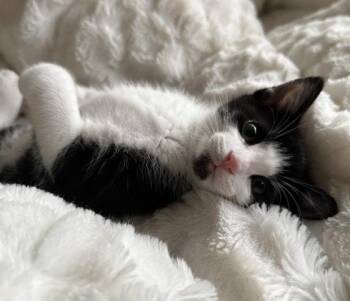 Cha Cha -  Domestic Short Hair Cat for Adoption - Cha Cha | PetCurious