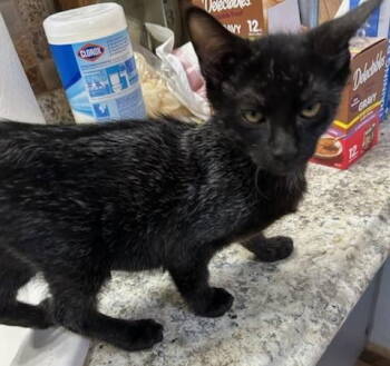 Rescue Domestic Short Hair Cats for Adoption in Oviedo, Florida - Sirius | PetCurious