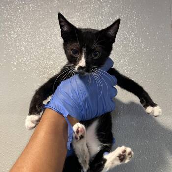 IVHS-Stray-139528 -  Domestic Short Hair Cat for Adoption in San Gabriel, California - IVHS-Stray-139528 | PetCurious