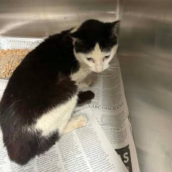 Domestic Short Hair Cats Available for Adoption in Pauls Valley, Oklahoma - Termite | PetCurious