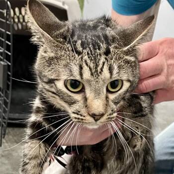 Domestic Short Hair Cats Available for Adoption - Jay | PetCurious