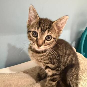 Frank N Furter -  Domestic Short Hair Cat for Adoption in Chattanooga, Tennessee - Frank N Furter | PetCurious