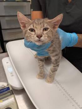 Coyote -  Domestic Short Hair Cat for Adoption in Palm Coast, Florida - Coyote | PetCurious