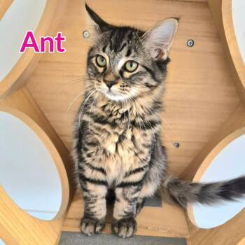 Ant -  Domestic Long Hair Cat for Adoption in North Saint Paul, Minnesota - Ant | PetCurious