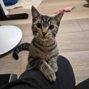 Rescue Tabby Cats for Adoption in Hamilton, Ontario - Theodore - A Loving & Lively Gentleman! | PetCurious