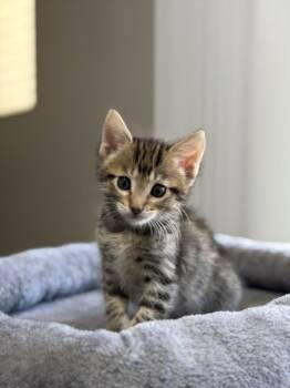 Domestic Short Hair Cats Available for Adoption in Las Vegas, Nevada - STARFIRE | PetCurious