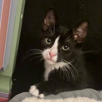 Rescue Domestic Short Hair Cats for Adoption - Loretta Bonded To Dolly | PetCurious