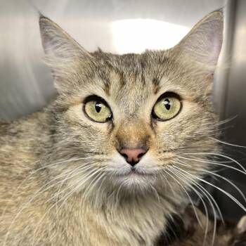 Kiara -  Domestic Medium Hair Cat Available for Adoption in Palm Springs, California - Kiara | PetCurious