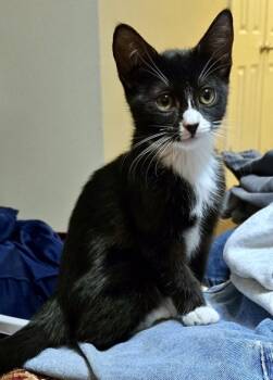 Rescue Domestic Short Hair Cats for Adoption in Fort Worth, Texas - Lilo (pre Adopt) | PetCurious