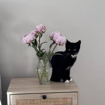 Pickles -  Domestic Short Hair Cat for Adoption in Nashville, Tennessee - Pickles | PetCurious