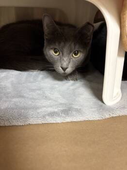 Rescue Domestic Short Hair Cats for Adoption in Kennewick, Washington - Sally | PetCurious