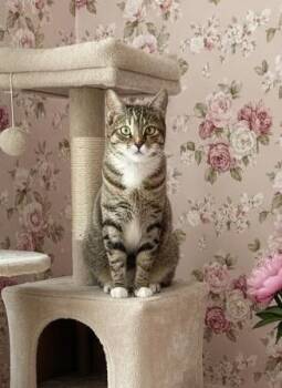 Hex  -  Torbie Cat Available for Adoption in Tavares, Florida - Hex  | PetCurious