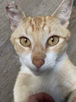 Domestic Short Hair Cats Available for Adoption - Animal Style | PetCurious