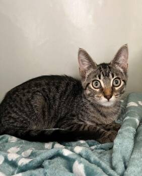 Flynn -  Domestic Short Hair Cat for Adoption in Genoa, Illinois - Flynn | PetCurious