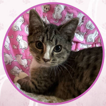 Rescue Domestic Short Hair Cats for Adoption in Toms River, New Jersey - Turkey | PetCurious