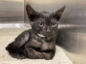 NINE IRON -  Domestic Short Hair Cat for Adoption in Tustin, California - NINE IRON | PetCurious
