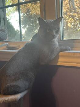 Edward -  Domestic Short Hair Cat for Adoption in Spencerville, Ontario - Edward | PetCurious