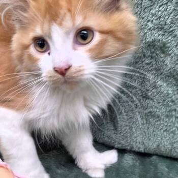 Ava -  Domestic Medium Hair Cat for Adoption in Frankfort, Michigan - Ava | PetCurious