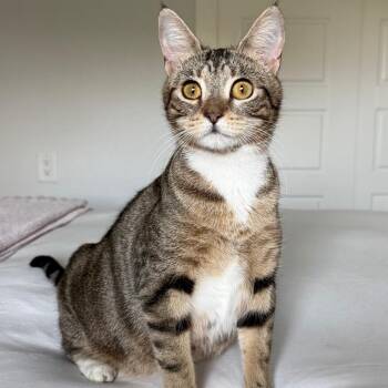 Domestic Short Hair Cats Available for Adoption in Sarasota, Florida - Vassar | PetCurious