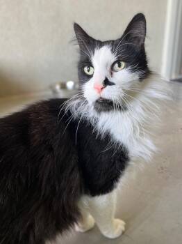 Domestic Long Hair Cats Available for Adoption in Boise, Idaho - Pedro | PetCurious